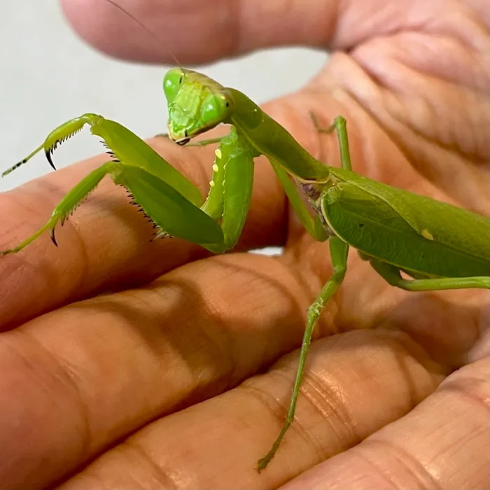 ハラビロカマキリ